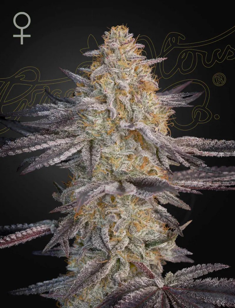 Air Lemon Feminized by Green House seeds