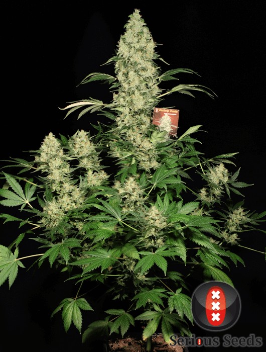 Ak-47 Feminized by Serious Seeds