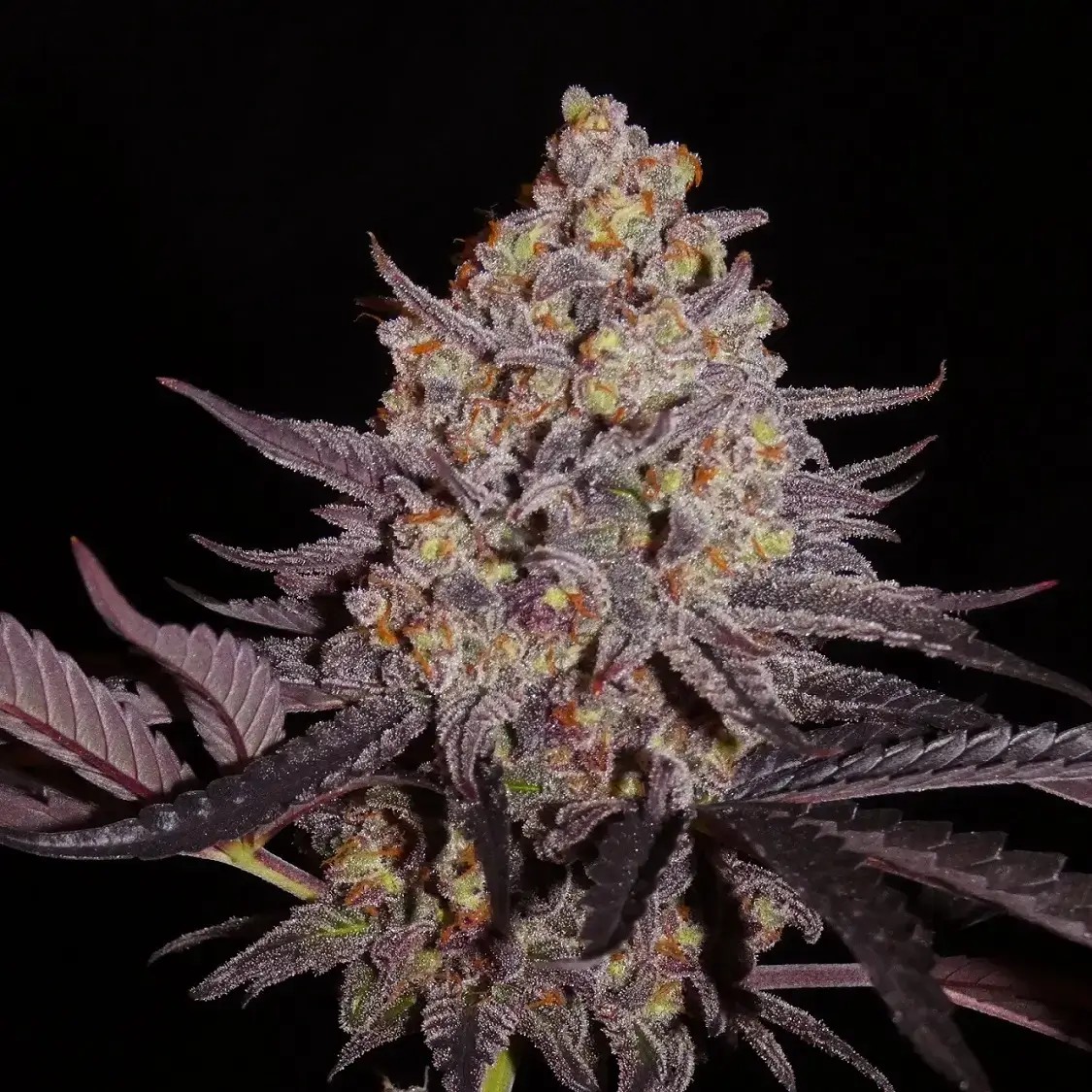 Aladdin Kush Feminized by Khalifa Genetics