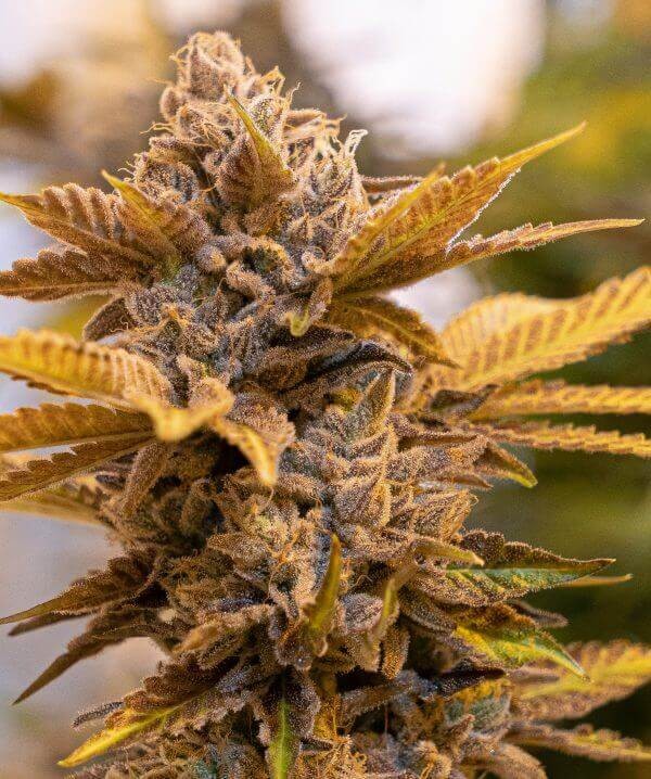 Alien Candy Kush Fast Feminized by High Speed Buds