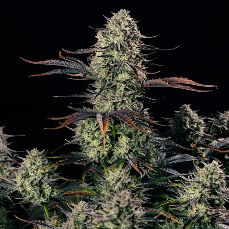 Alien Gas XXL Auto Autoflower by Silent Seeds