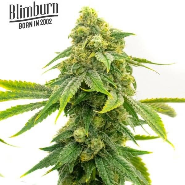Alien OG Feminized by Blimburn Seeds