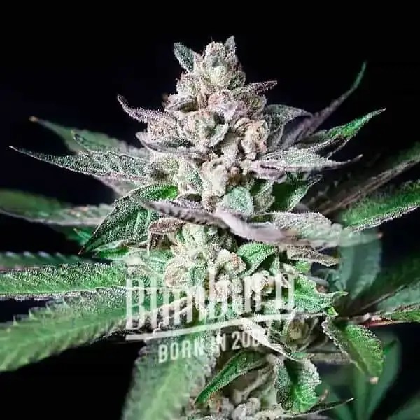 Alien Rock Candy Feminized by Blimburn Seeds