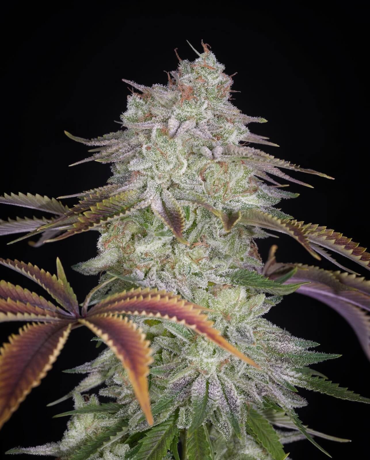 AlienZ Feminized by Green House seeds
