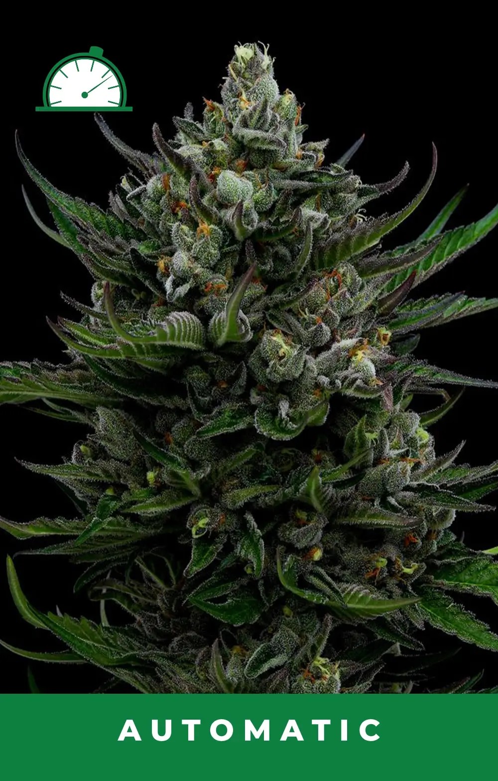 All Gas OG Auto Autoflower by Humboldt Seed Company