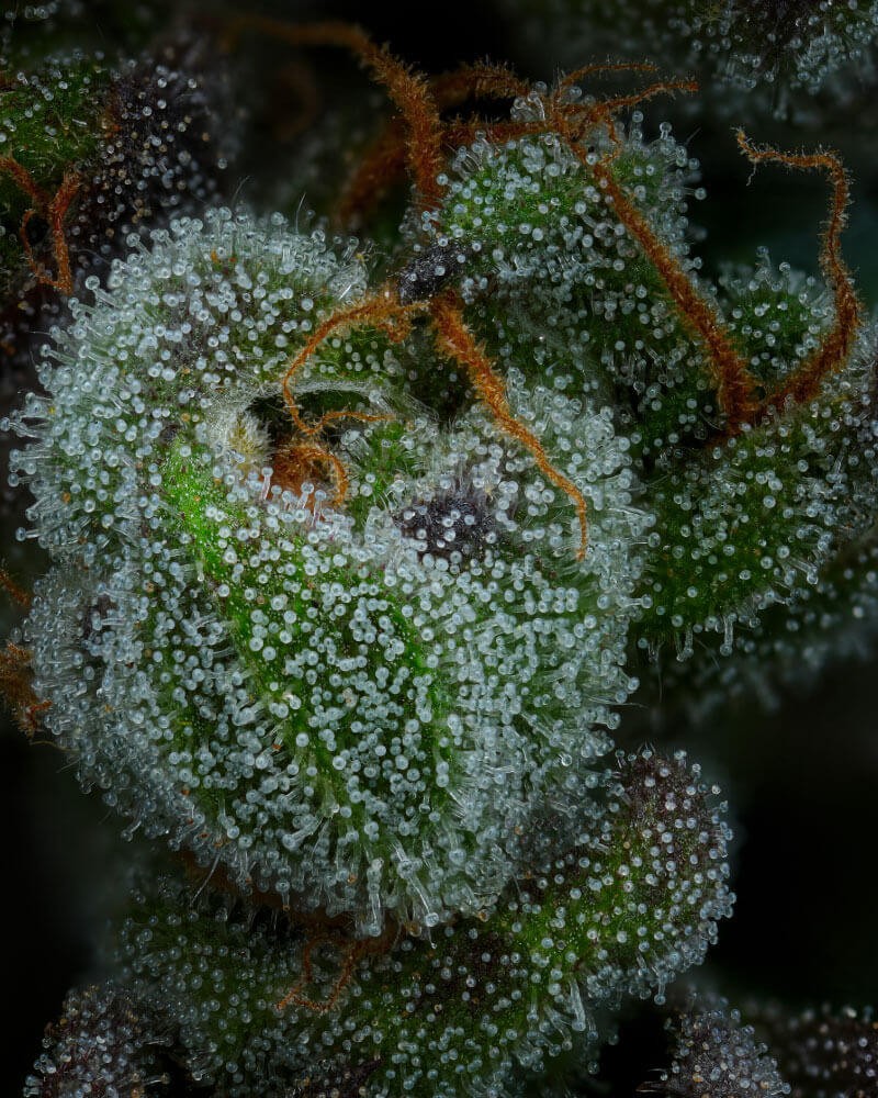 All Gas OG Feminized by Humboldt Seed Company