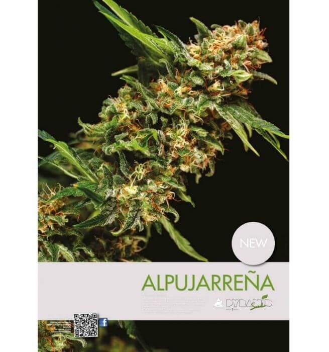 Alpujarreña Feminized by Pyramid Seeds