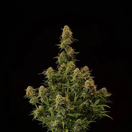 Amaretto Tarmac Auto Autoflower by Seedstockers