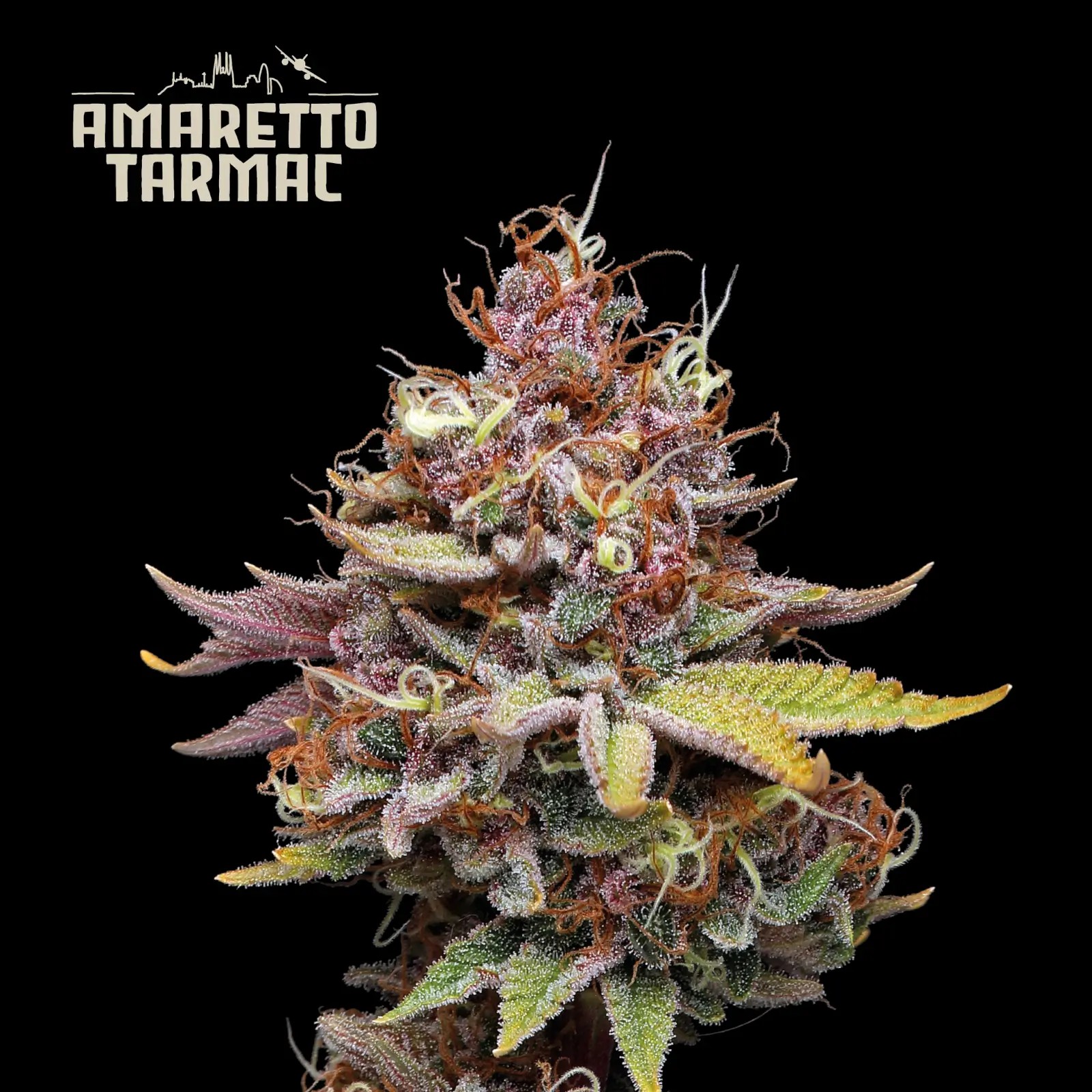 Amaretto Tarmac Feminized by Seedstockers