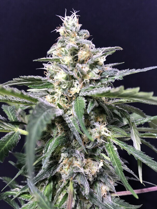 Amazon Auto Autoflower by R-Kiem Seeds