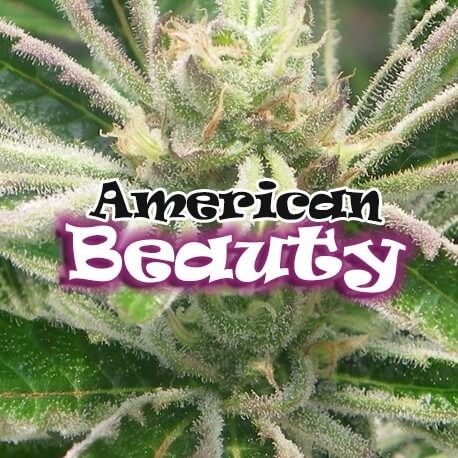 American Beauty Feminized by Dr. Underground Seeds
