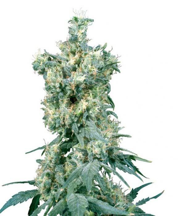 American Dream Regular by Sensi Seeds