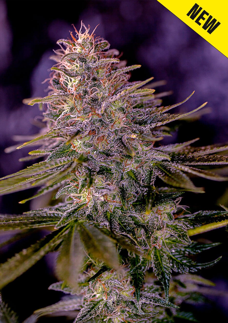 American Purple Feminized by Positronics