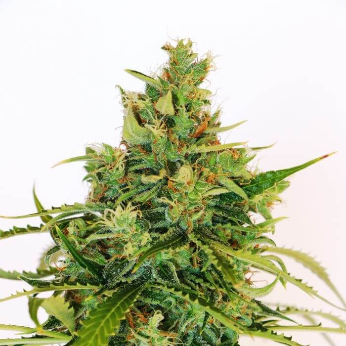 Amnesi-K Lemon Feminized by Kannabia