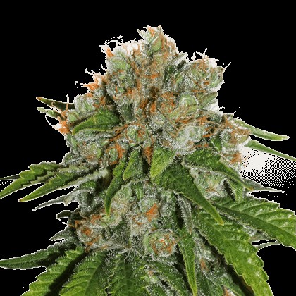 Amnesia Auto Autoflower by Seedstockers