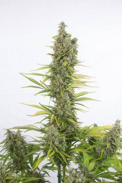 Amnesia Auto CBD Autoflower by Dinafem