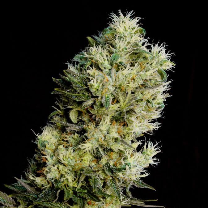 Amnesia Bilbo Auto Autoflower by Genehtik
