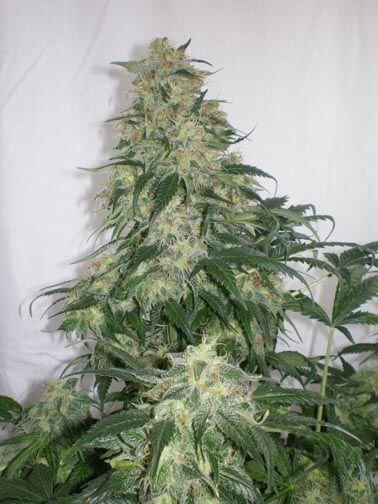 Amnesia Bilbo Feminized by Genehtik