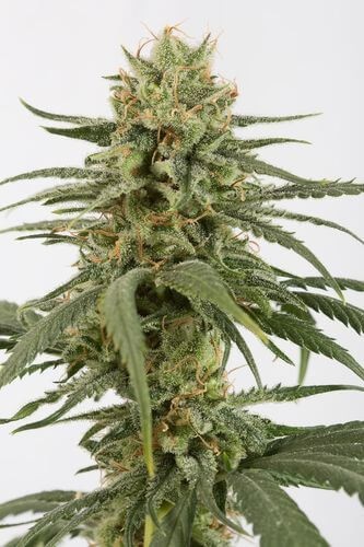 Amnesia CBD Feminized by Dinafem