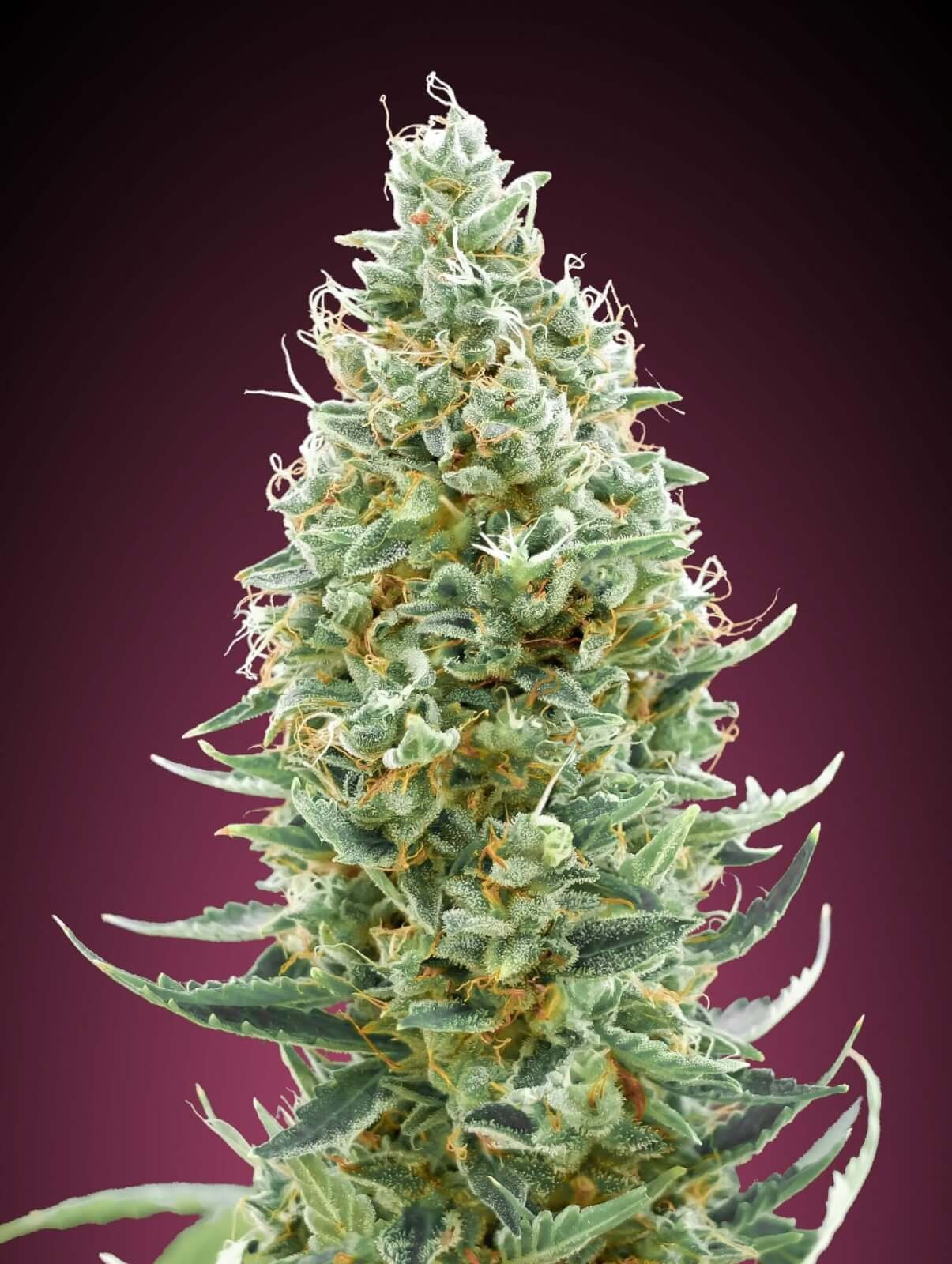 Amnesia Fast Feminized by Advanced Seeds