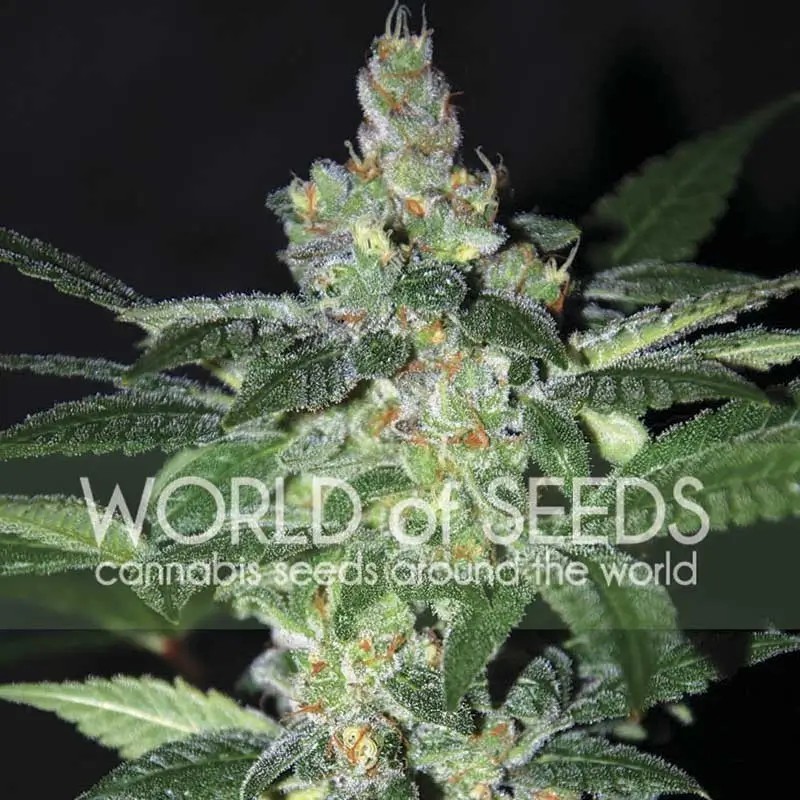 Amnesia Feminized by World of Seeds