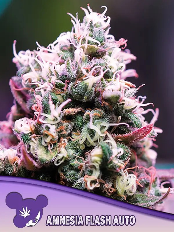 Amnesia Flash Auto Autoflower by Anesia Seeds