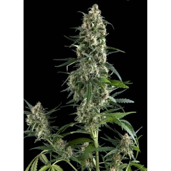 Amnesia Gold Feminized by Pyramid Seeds