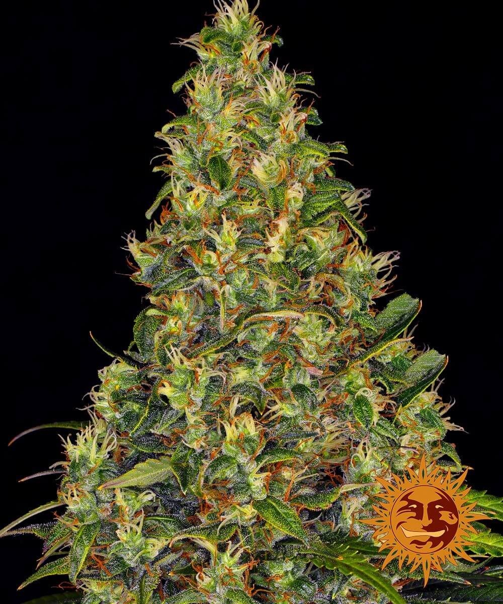 Amnesia Haze Auto Autoflower by Barneys Farm