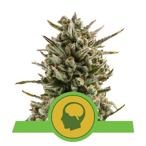 Amnesia Haze Auto Autoflower by Royal Queen Seeds