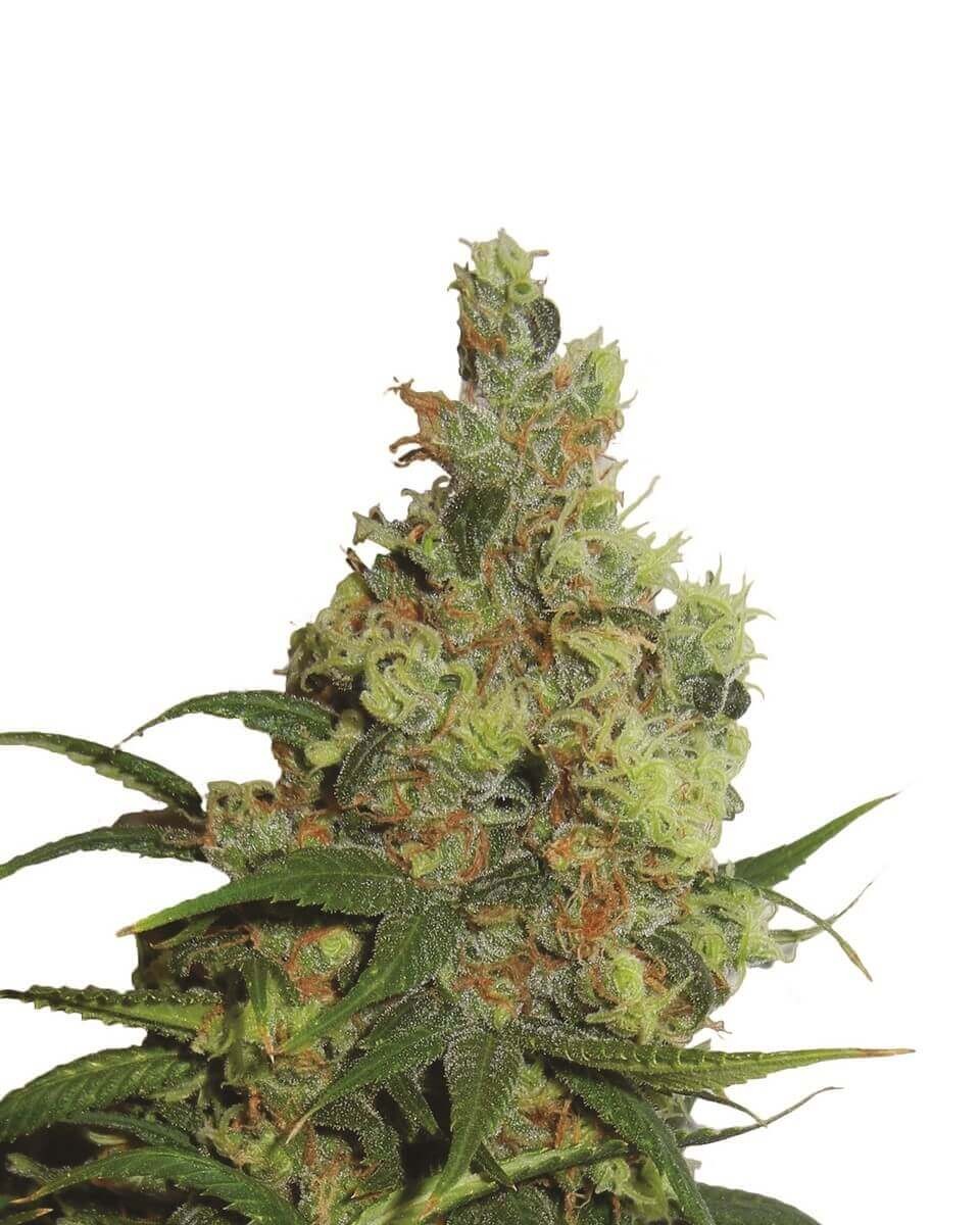Amnesia Haze Automatic Autoflower by Nirvana