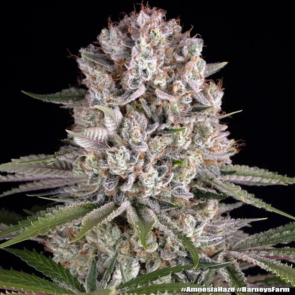 Amnesia Haze Feminized by Barneys Farm