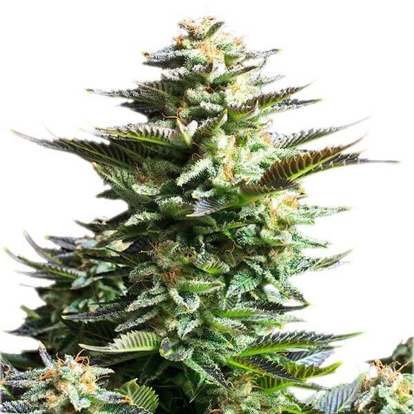 Amnesia Haze Feminized by Royal Queen Seeds