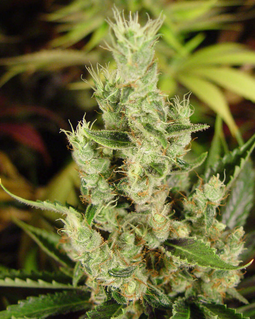 Amnesia Haze Feminized by Soma Seeds