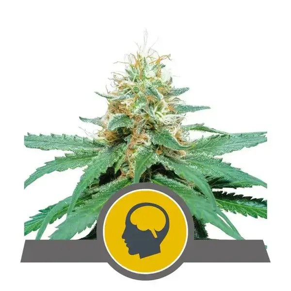 Amnesia Haze Regular by Royal Queen Seeds
