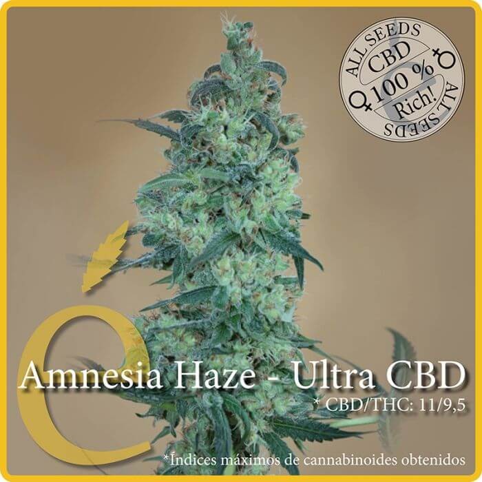 Amnesia Haze Ultra CBD Feminized by Elite Seeds