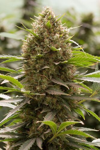 Amnesia Kush Feminized by Dinafem