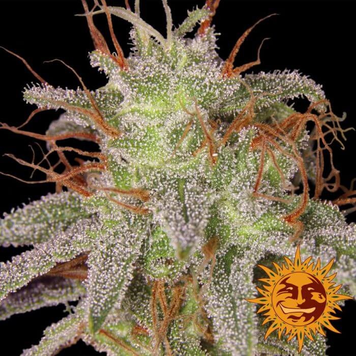 Amnesia Lemon Feminized by Barneys Farm