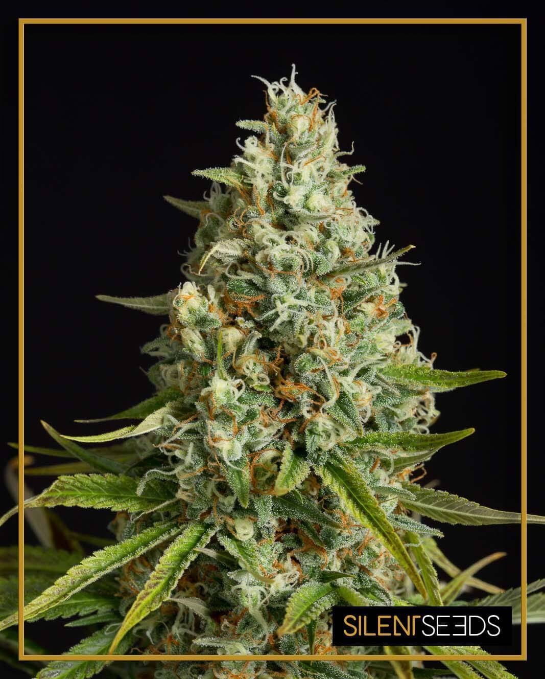 Amnesia Lemon Feminized by Silent Seeds