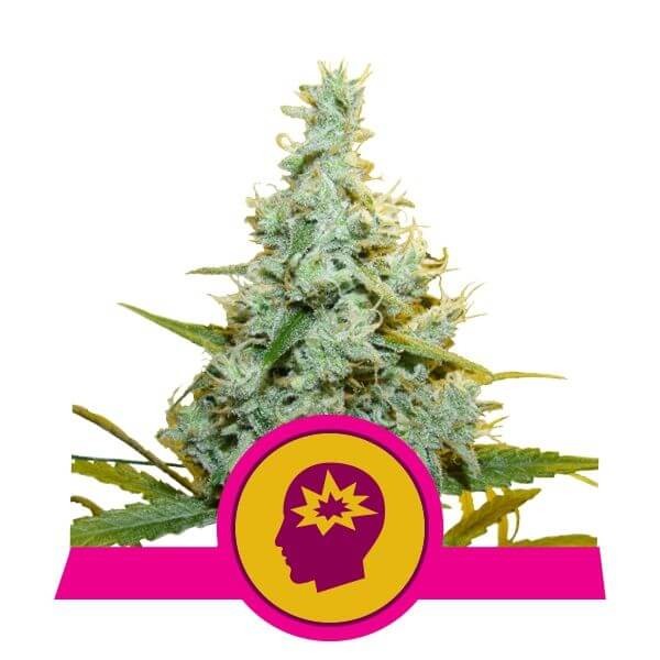 Amnesia Mac Ganja - AMG Feminized by Royal Queen Seeds