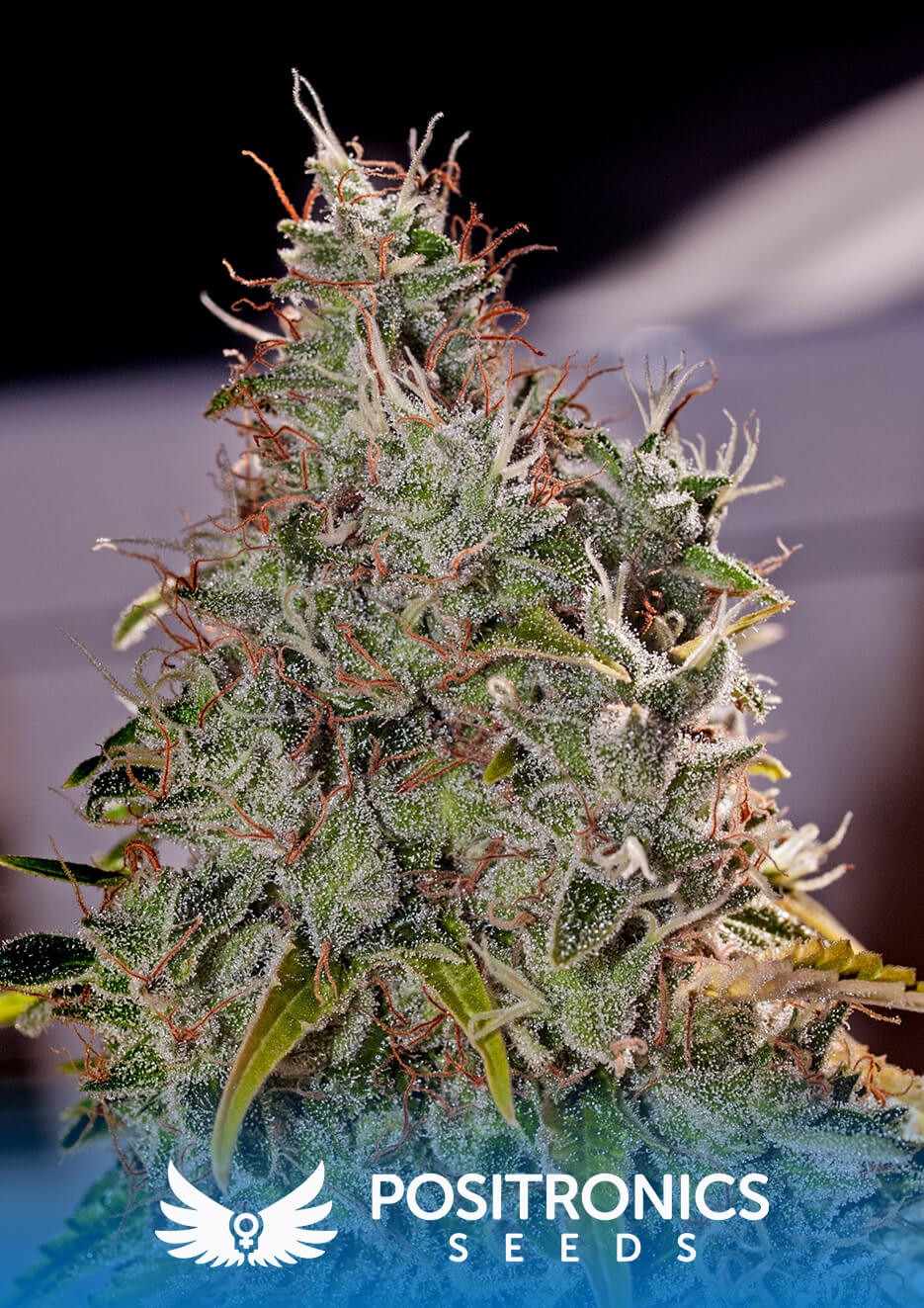 Amnesia Mistery Feminized by Positronics