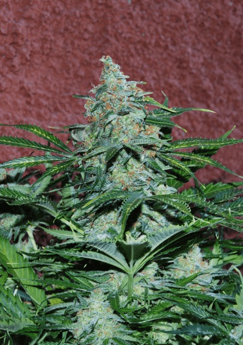 Amnesia Ryder Autoflower by World of Seeds