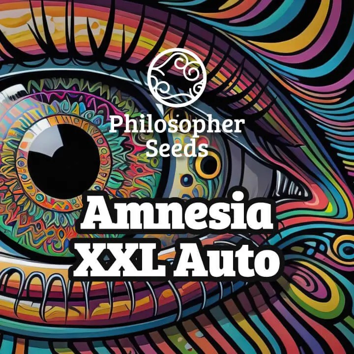 Amnesia XXL Auto Autoflower by Philosopher Seeds