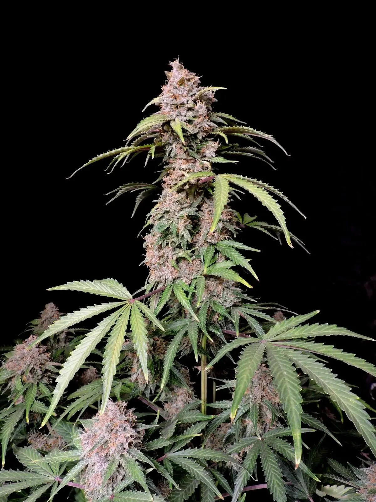 Amnesia Z Auto Autoflower by Fast Buds