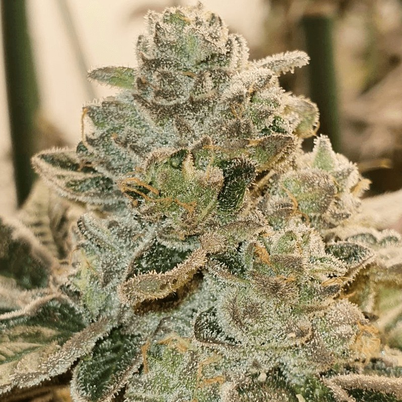 Amnesiaz Feminized by Paisa Seeds