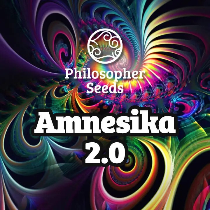 Amnesika 2.0 Feminized by Philosopher Seeds