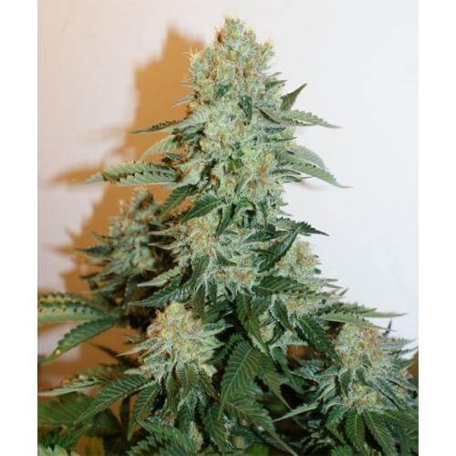 Anesthesia Feminized by Pyramid Seeds