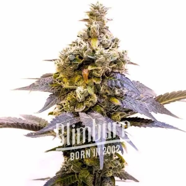 Animal Cookies Feminized by Blimburn Seeds