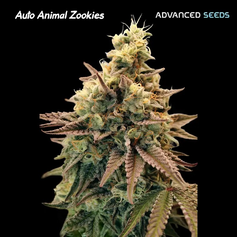 Animal Zookies Auto Autoflower by Advanced Seeds