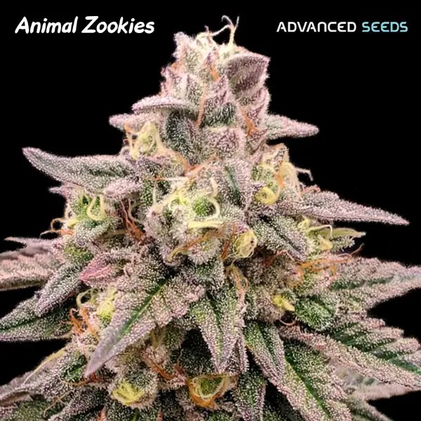 Animal Zookies Feminized by Advanced Seeds