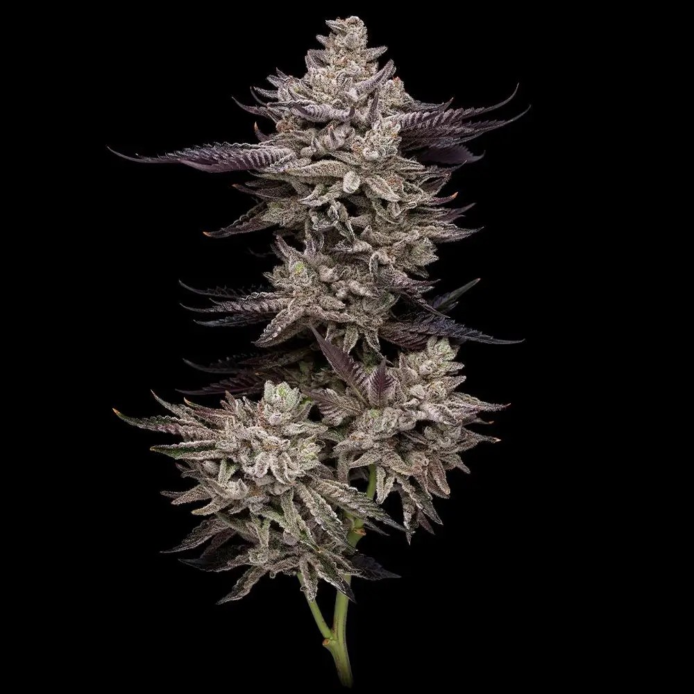 Animorph Mints Feminized by Compound Genetics